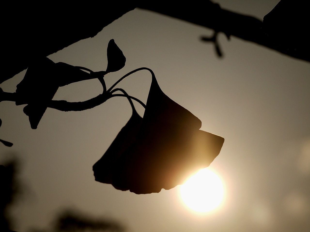 Close-up of silhouette leaf at sunset