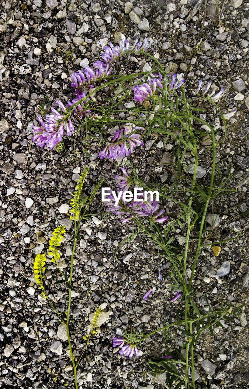 CLOSE-UP OF PURPLE FLOWERS BLOOMING