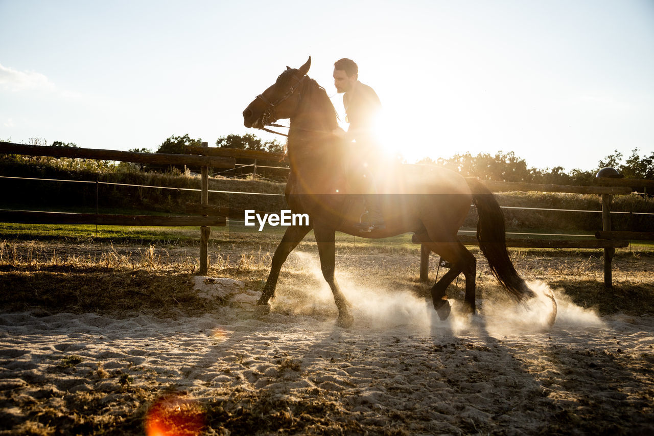 Side view of adult male riding stallion on sandy land with dust under shiny sky in back lit