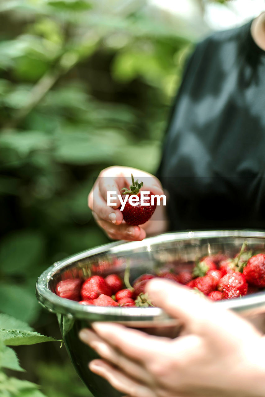 Midsection of woman holding strawberries in container