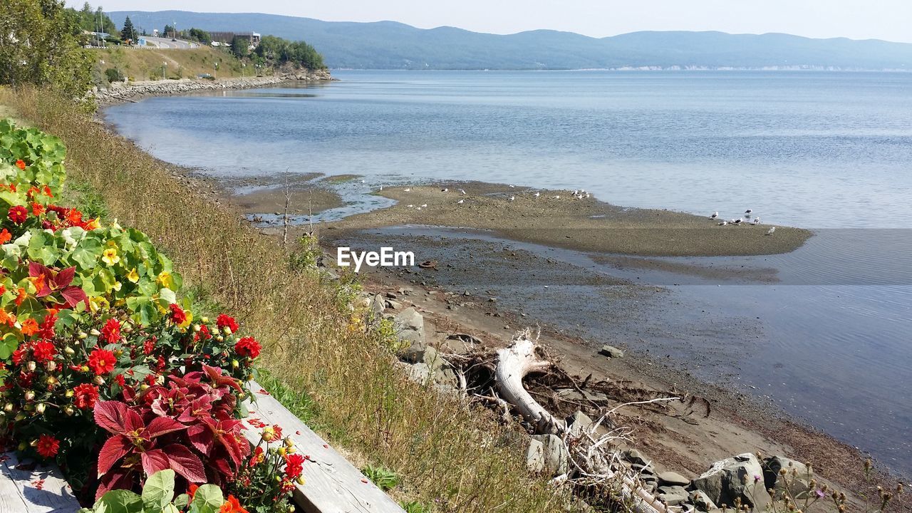 nature, water, plant, beauty in nature, flower, flowering plant, no people, land, day, environment, landscape, outdoors, tranquility, scenics - nature, high angle view, growth, tranquil scene, coast