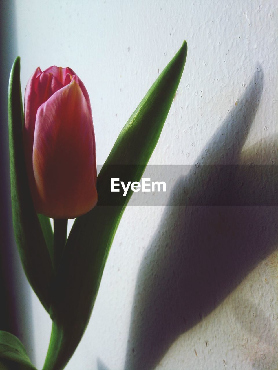 CLOSE-UP OF TULIP PLANT