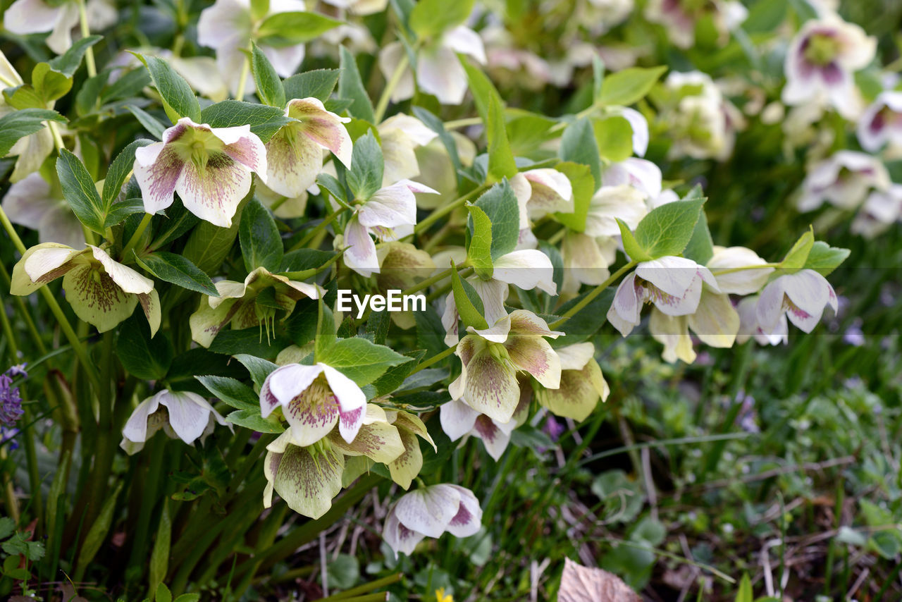 CLOSE-UP OF FLOWERS BLOOMING