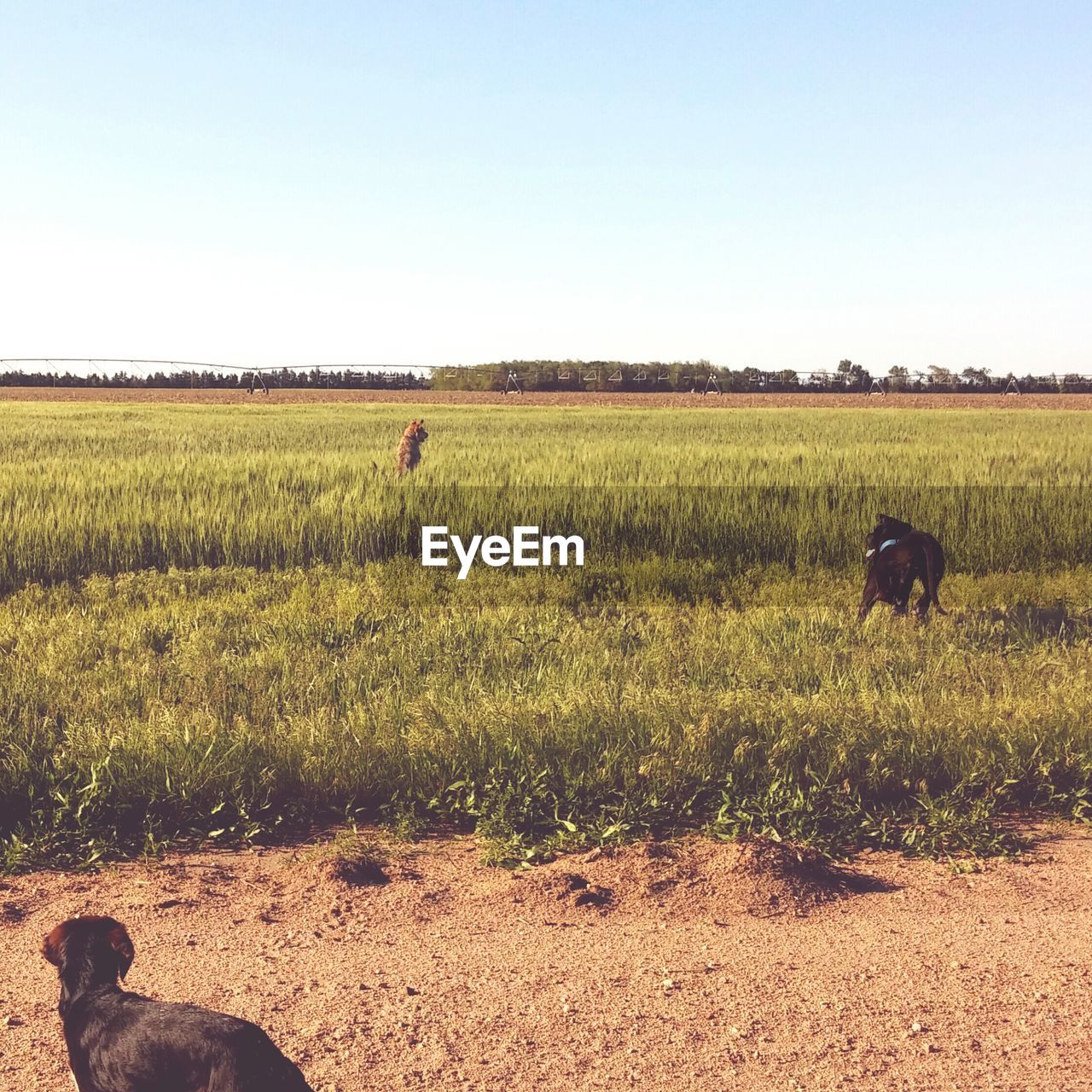 Dogs running on grassy field