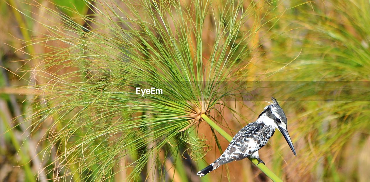 Close-up of bird perching on plant