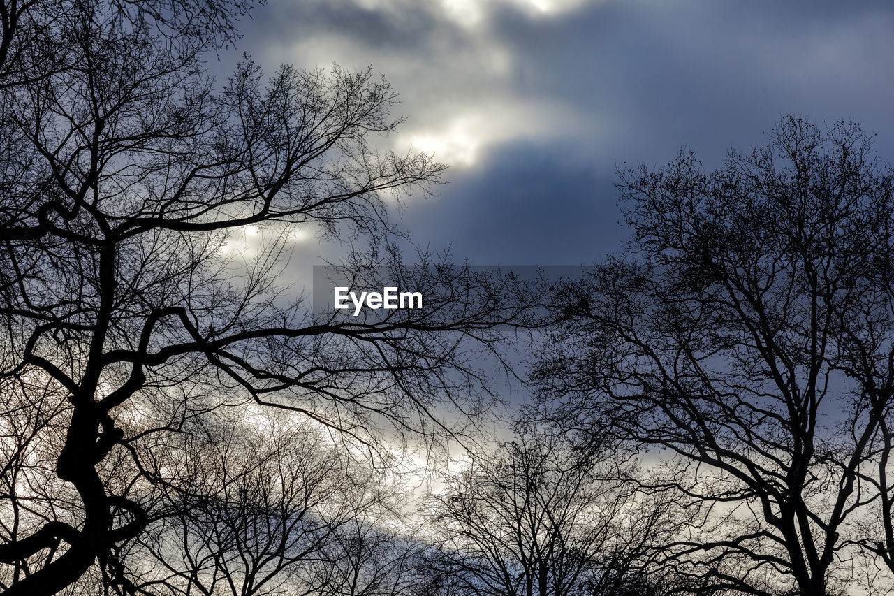 LOW ANGLE VIEW OF BARE TREES AGAINST SKY