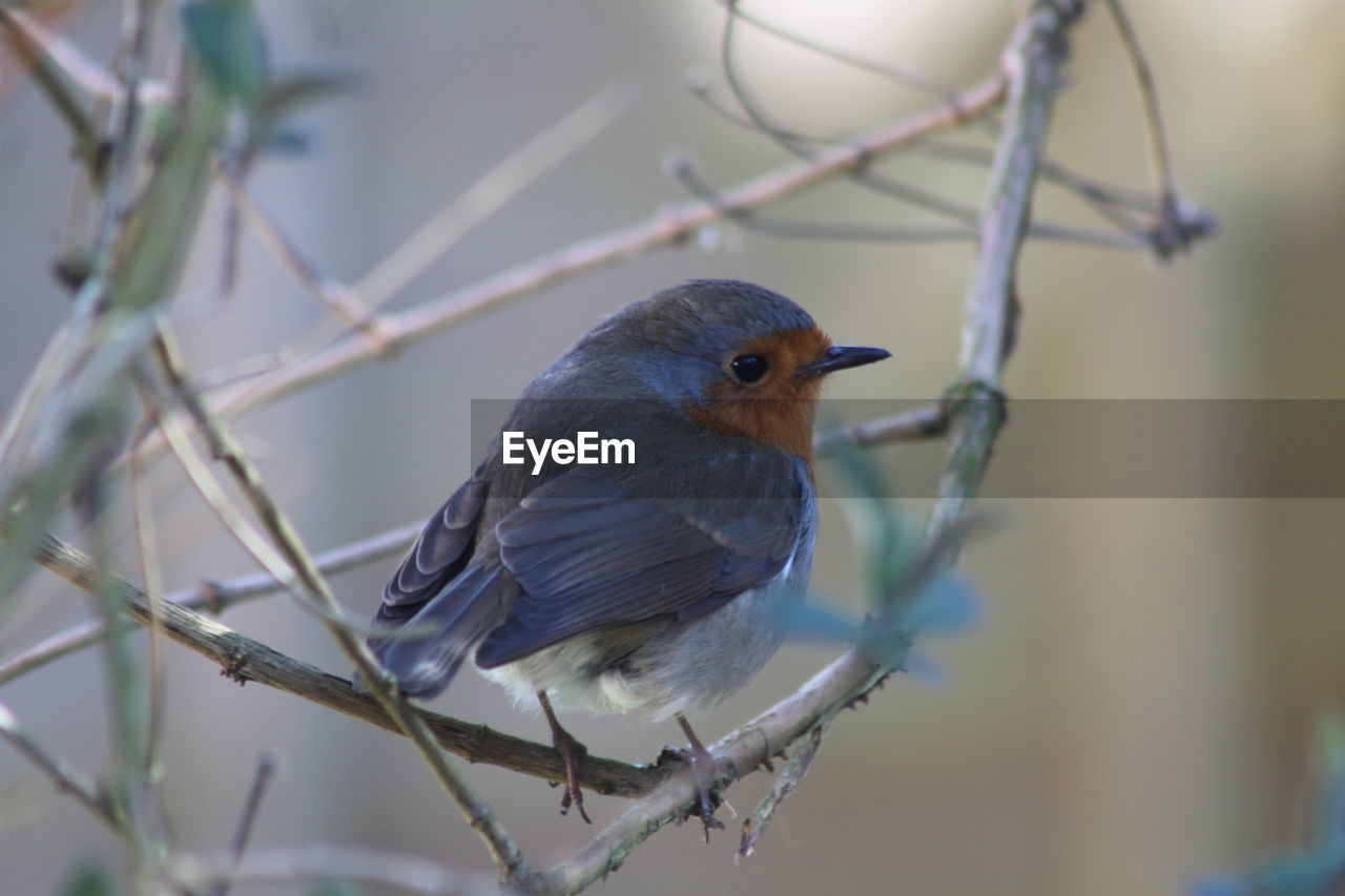 CLOSE-UP OF SPARROW PERCHING ON BRANCH