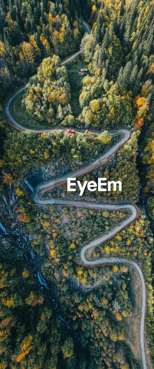 HIGH ANGLE VIEW OF TREES AND PLANTS IN FOREST