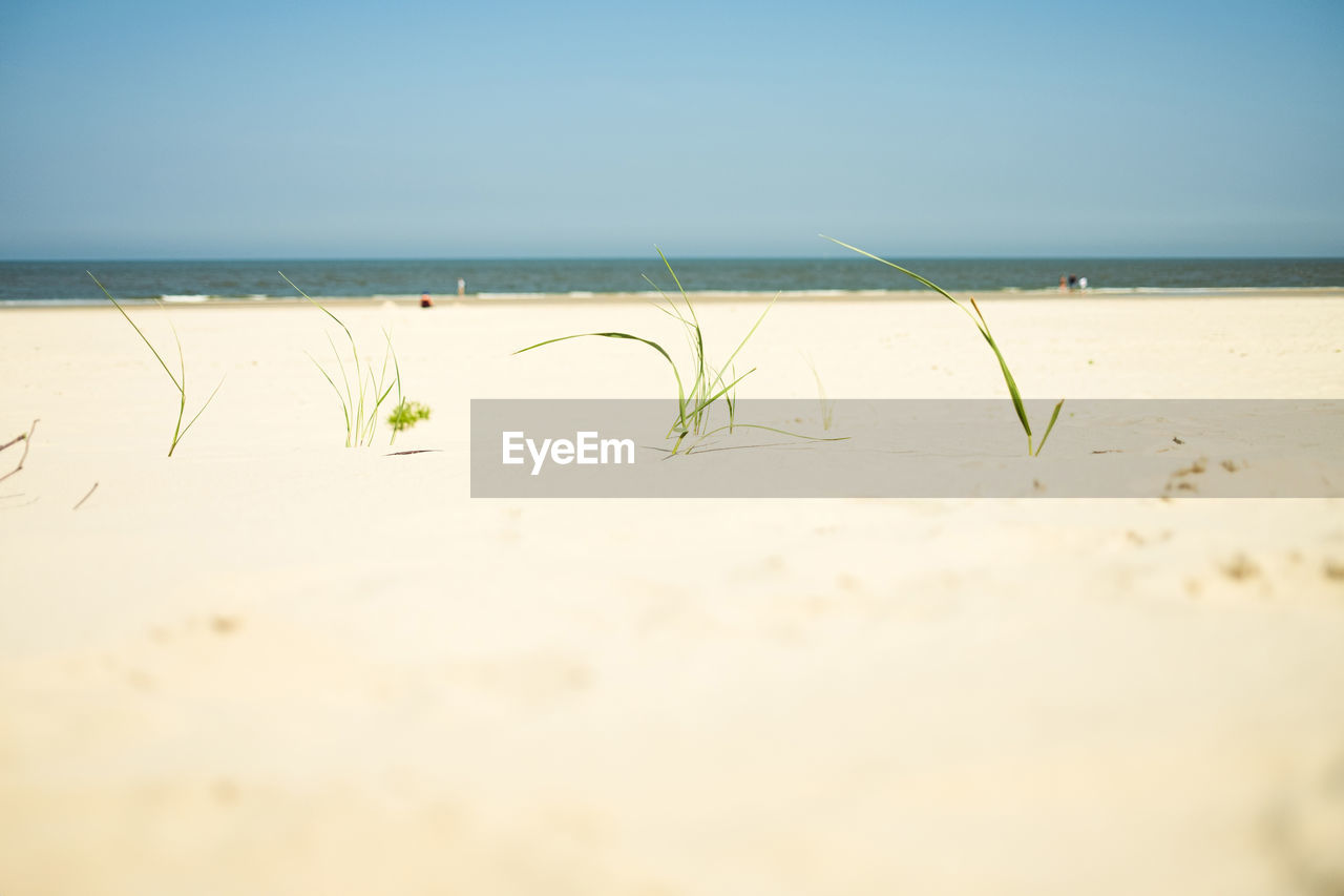land, sea, beach, water, sky, sand, nature, horizon over water, horizon, body of water, beauty in nature, shore, tranquility, sunlight, scenics - nature, ocean, tranquil scene, copy space, no people, clear sky, wave, day, outdoors, morning, summer, travel, holiday, plant, travel destinations, trip, blue, vacation, coast, environment, sunny, idyllic, tourism, natural environment