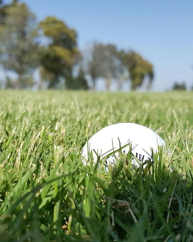 SURFACE LEVEL OF GRASSY FIELD