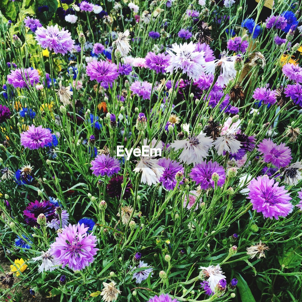 High angle view of purple flowers blooming on field