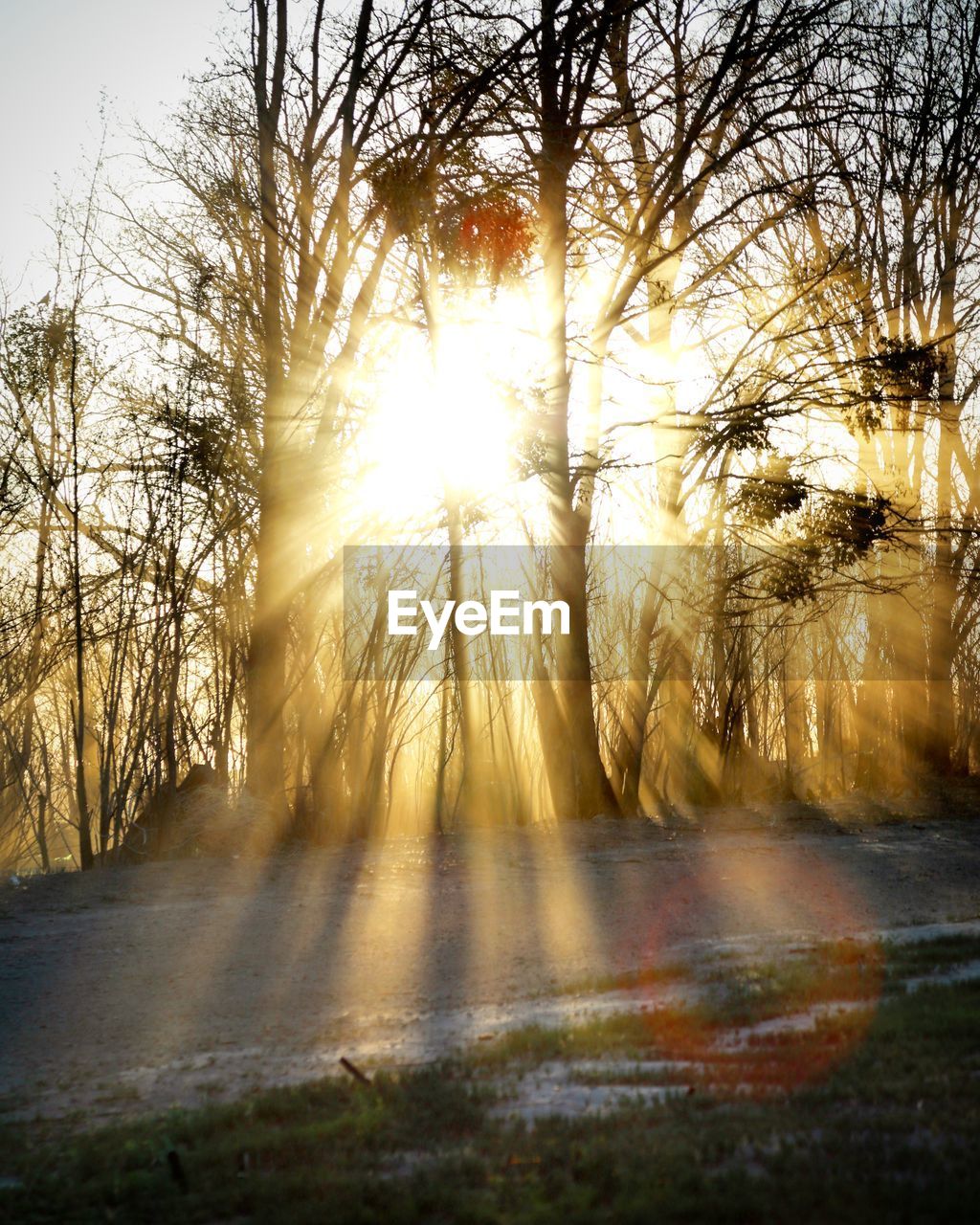 SUN SHINING OVER TREES ON LANDSCAPE AGAINST SUNSET