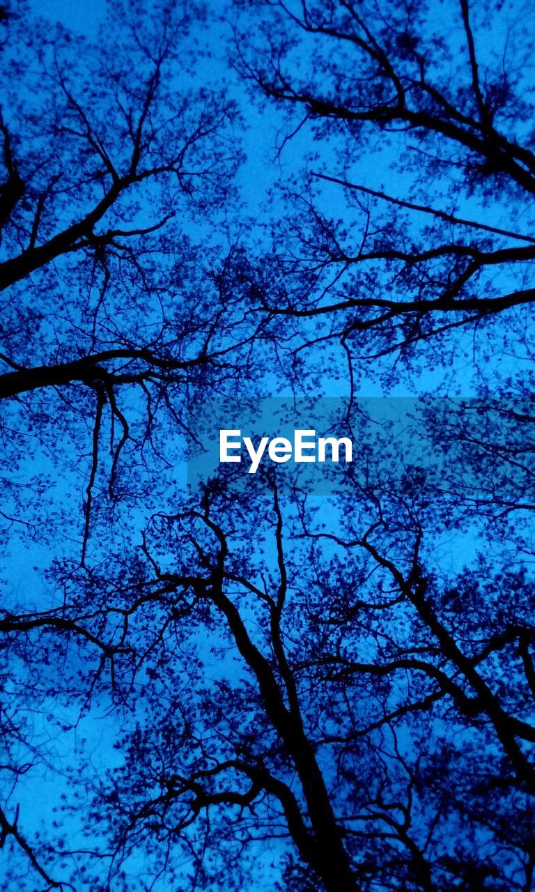 LOW ANGLE VIEW OF BARE TREES AGAINST SKY