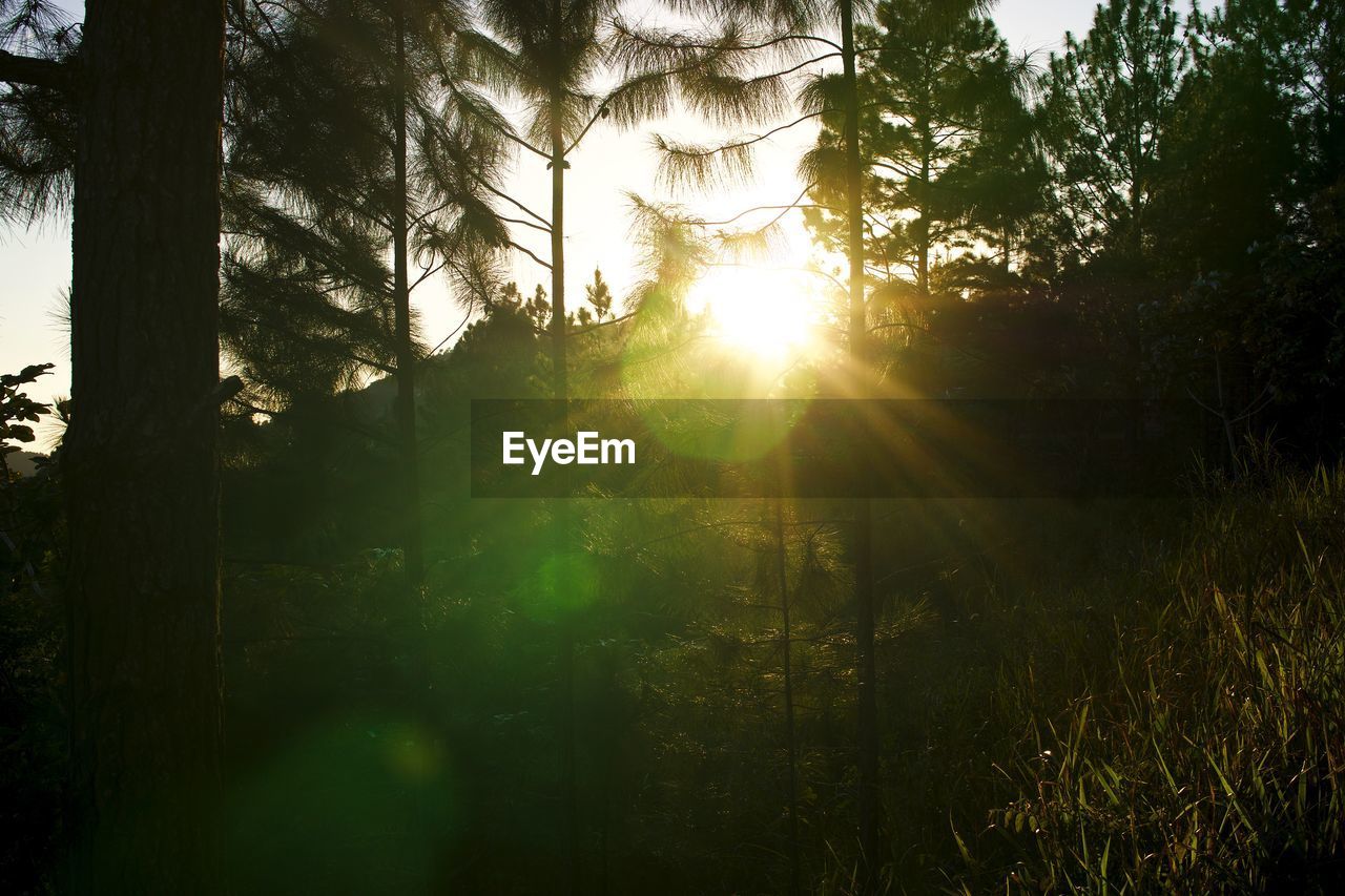 Low angle view of trees in forest