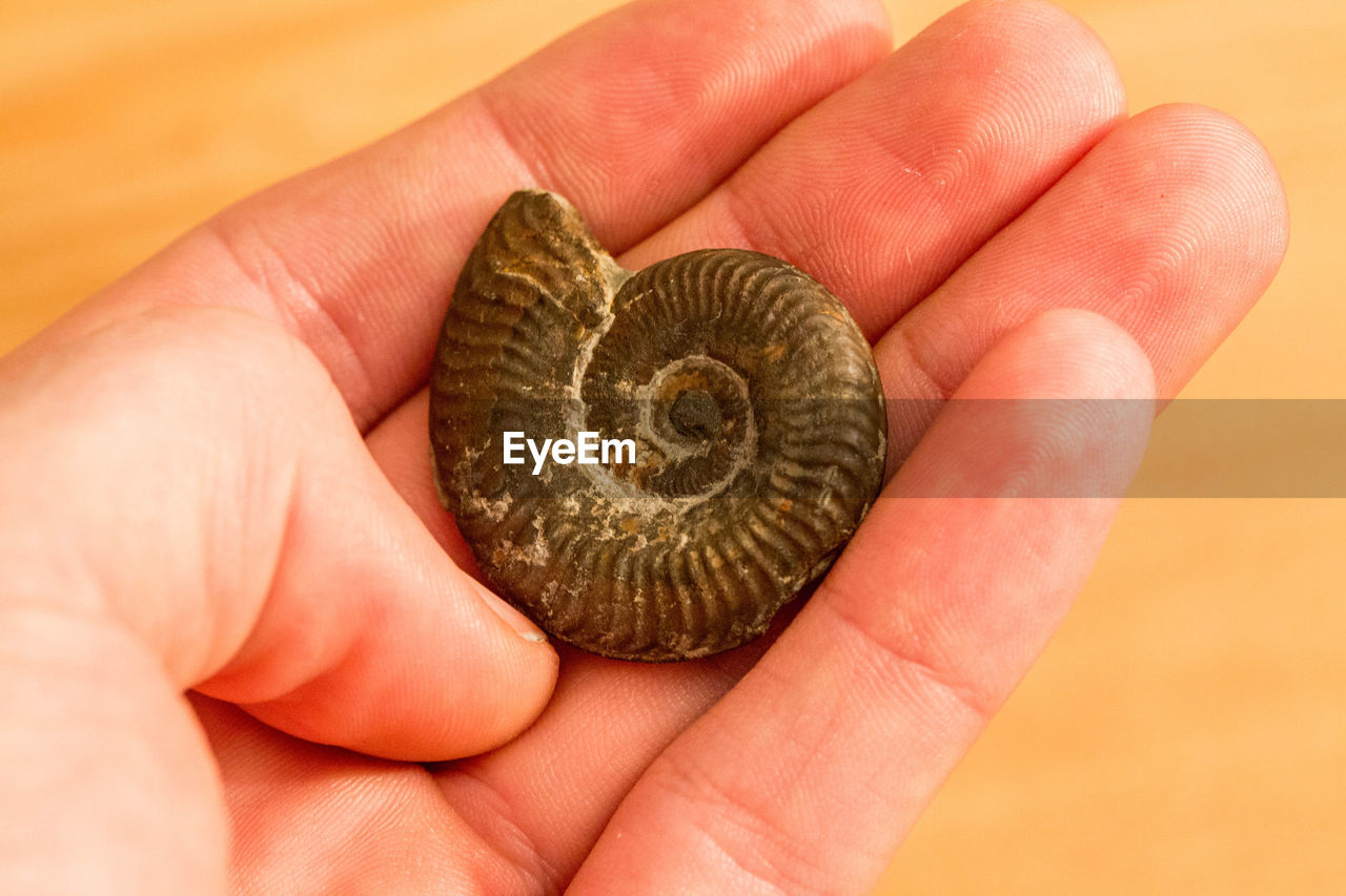 Cropped image of hand holding fossil ammonite