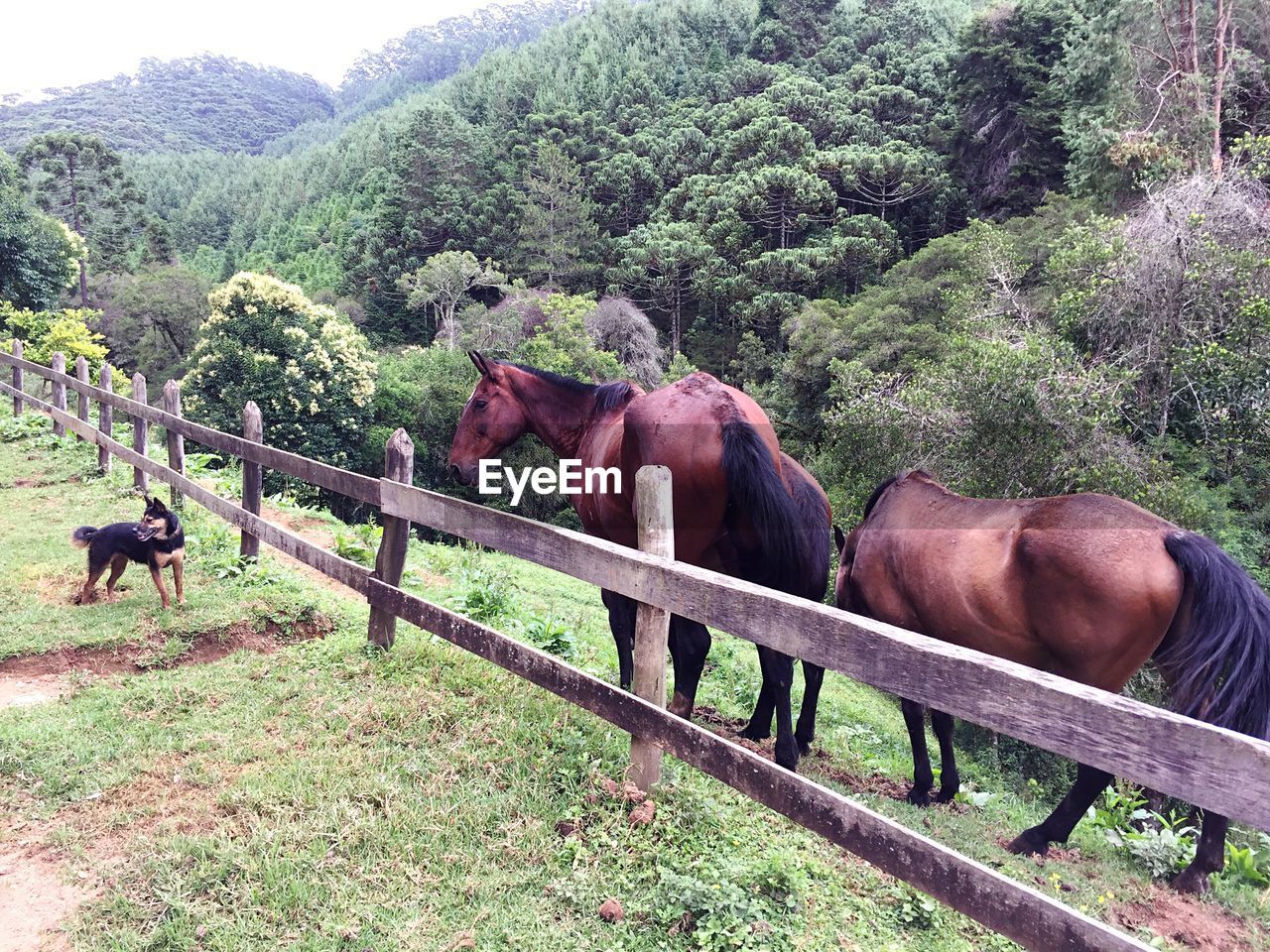 HORSE STANDING ON FIELD