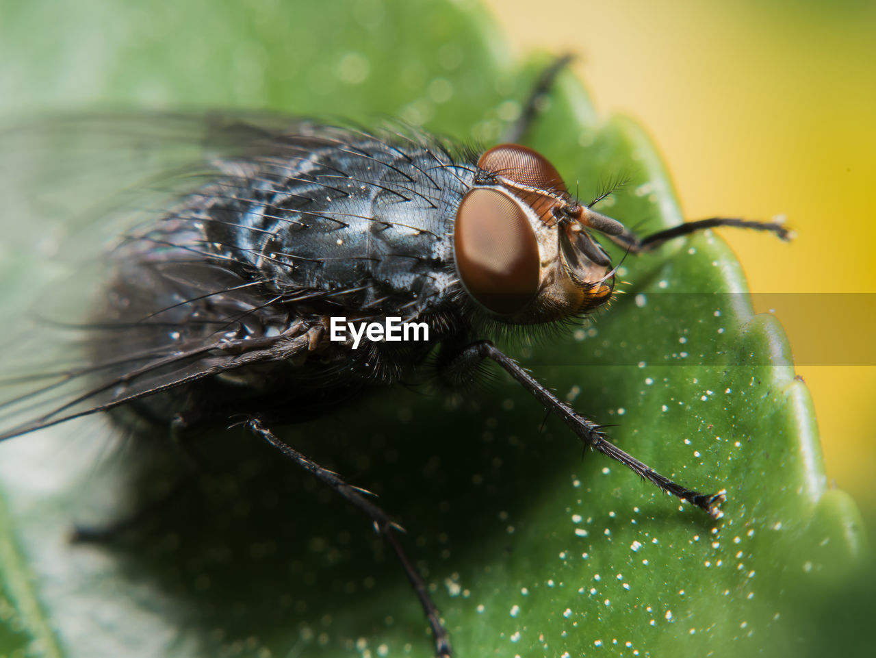 Close-up of fly on leaf