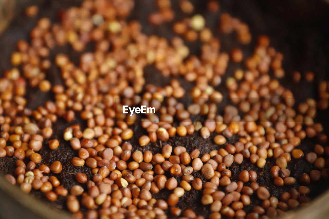 High angle view of seeds microgreens