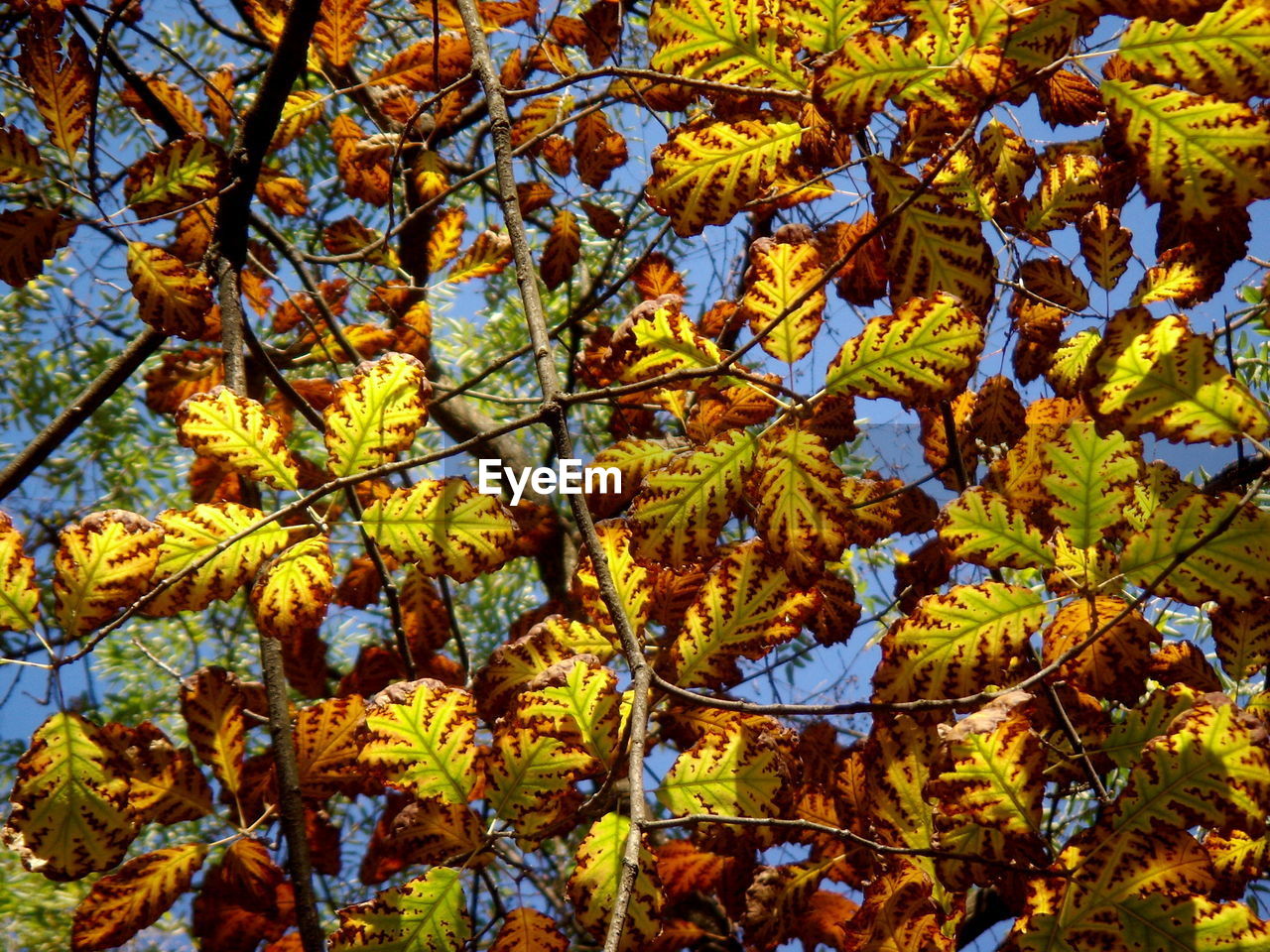 LOW ANGLE VIEW OF TREE