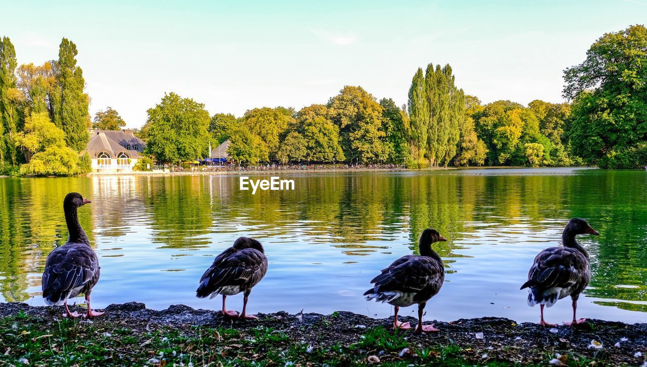 DUCKS ON LAKE SHORE