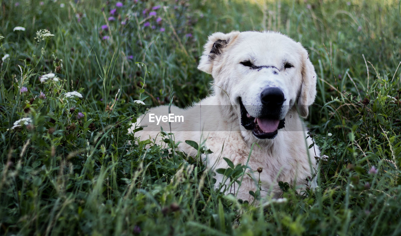 PORTRAIT OF DOG IN GRASS