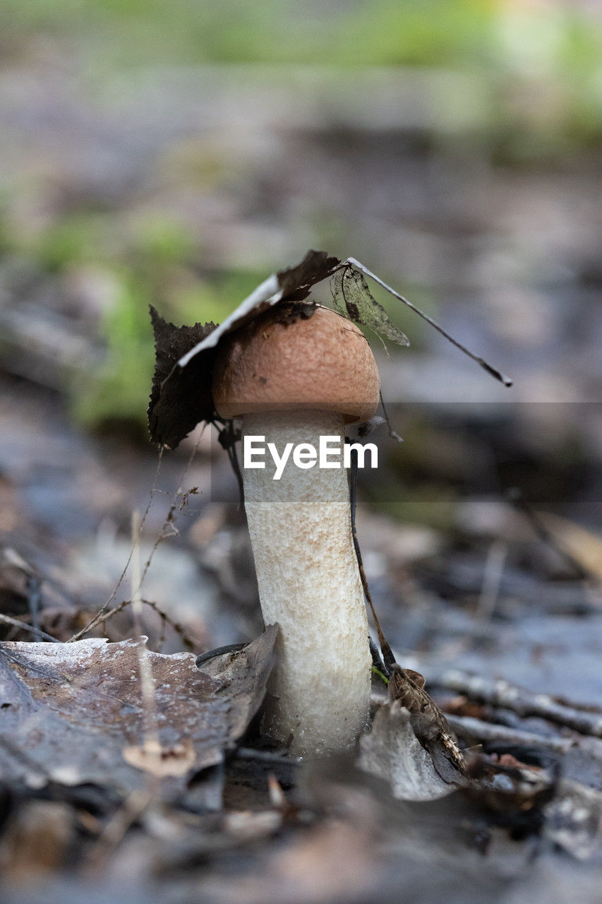Beautiful leccinum mushroom growing in the forest during summer end. natural woodlands scenery.