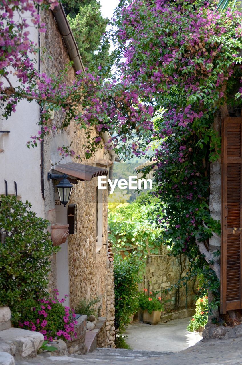 Bougainvillea flowers hanging on house wall