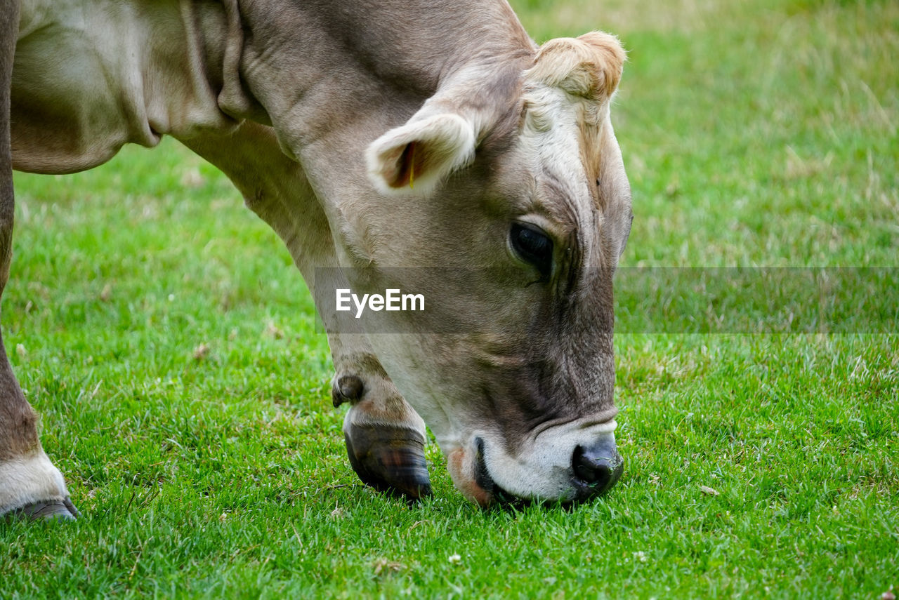 PORTRAIT OF A COW