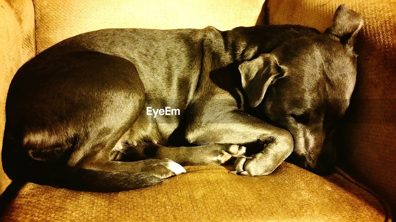 DOG SLEEPING ON SOFA