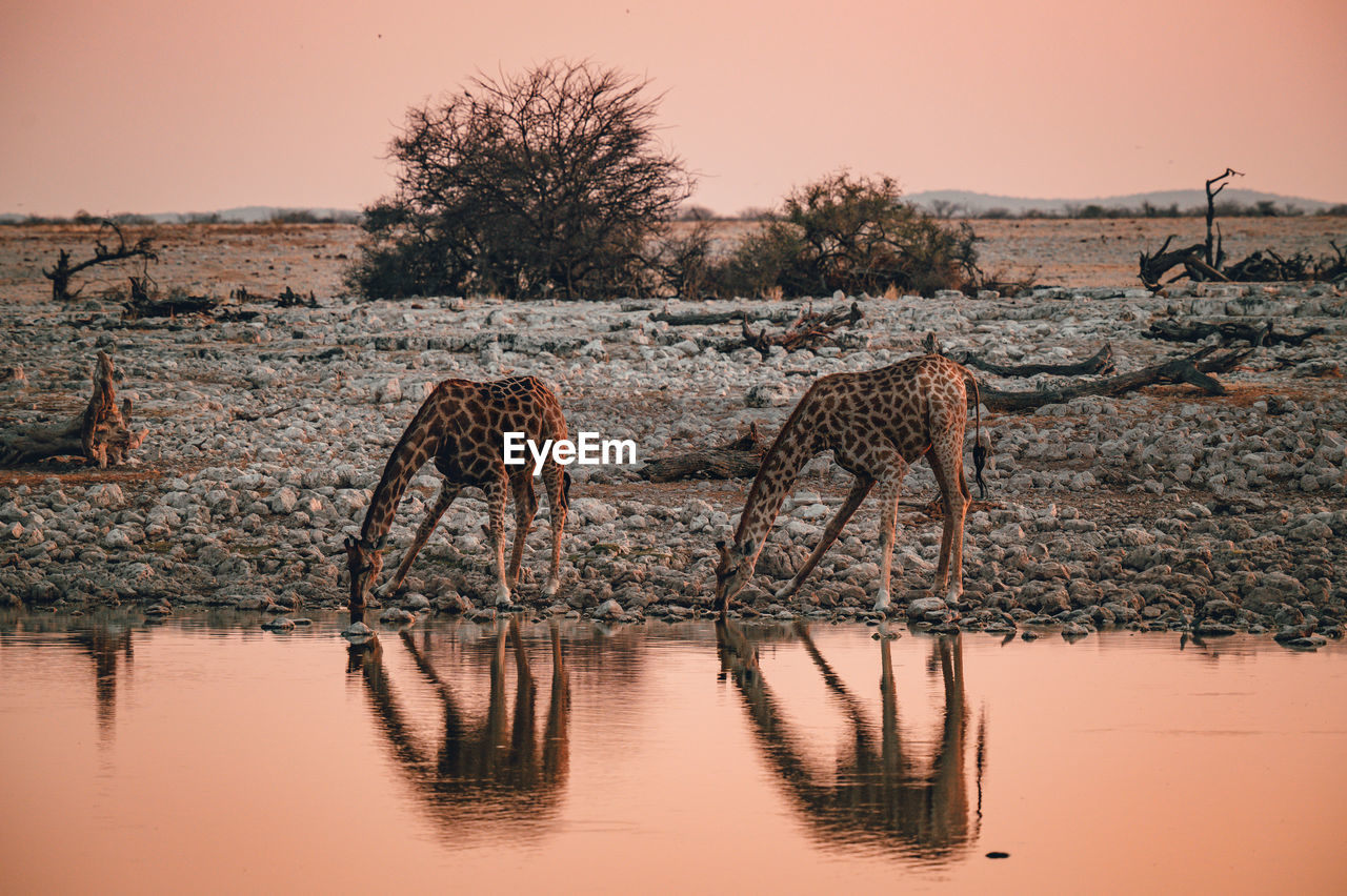 Two giraffes at a watering hole while drinking in ethosha national park, namibia