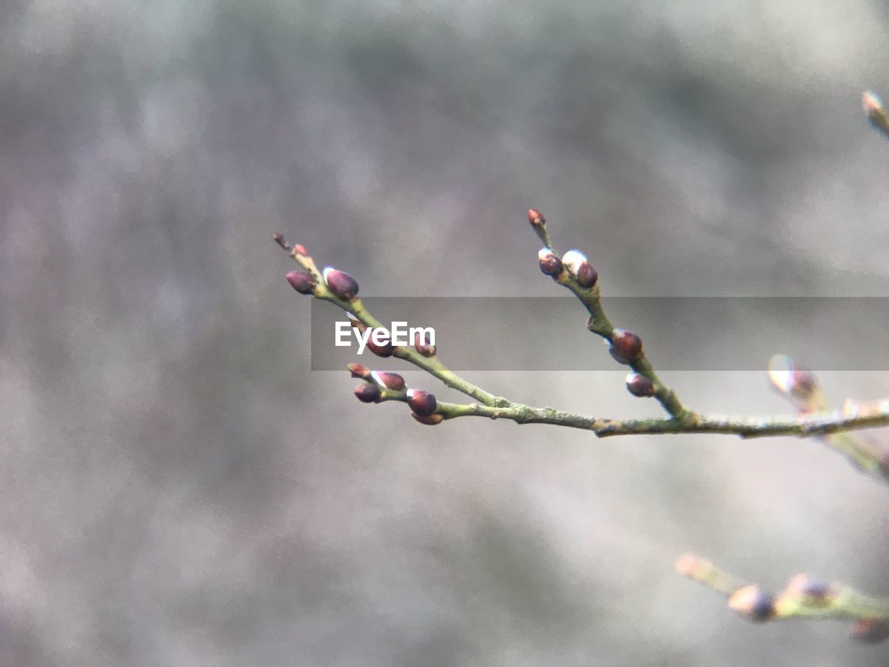 CLOSE-UP OF FRESH PINK FLOWER BUDS ON TWIG