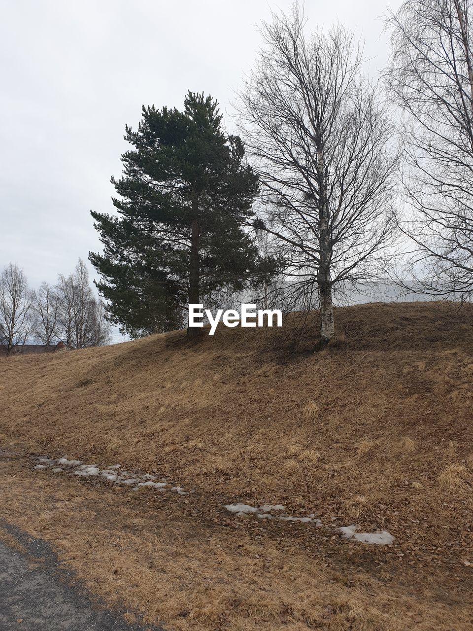 VIEW OF BARE TREES ON FIELD