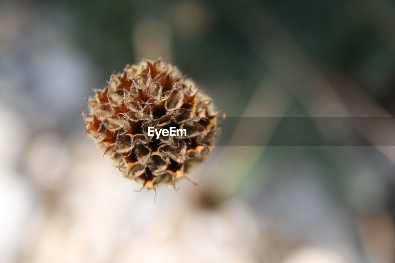 CLOSE-UP OF DRIED PLANT ON DRY LEAF