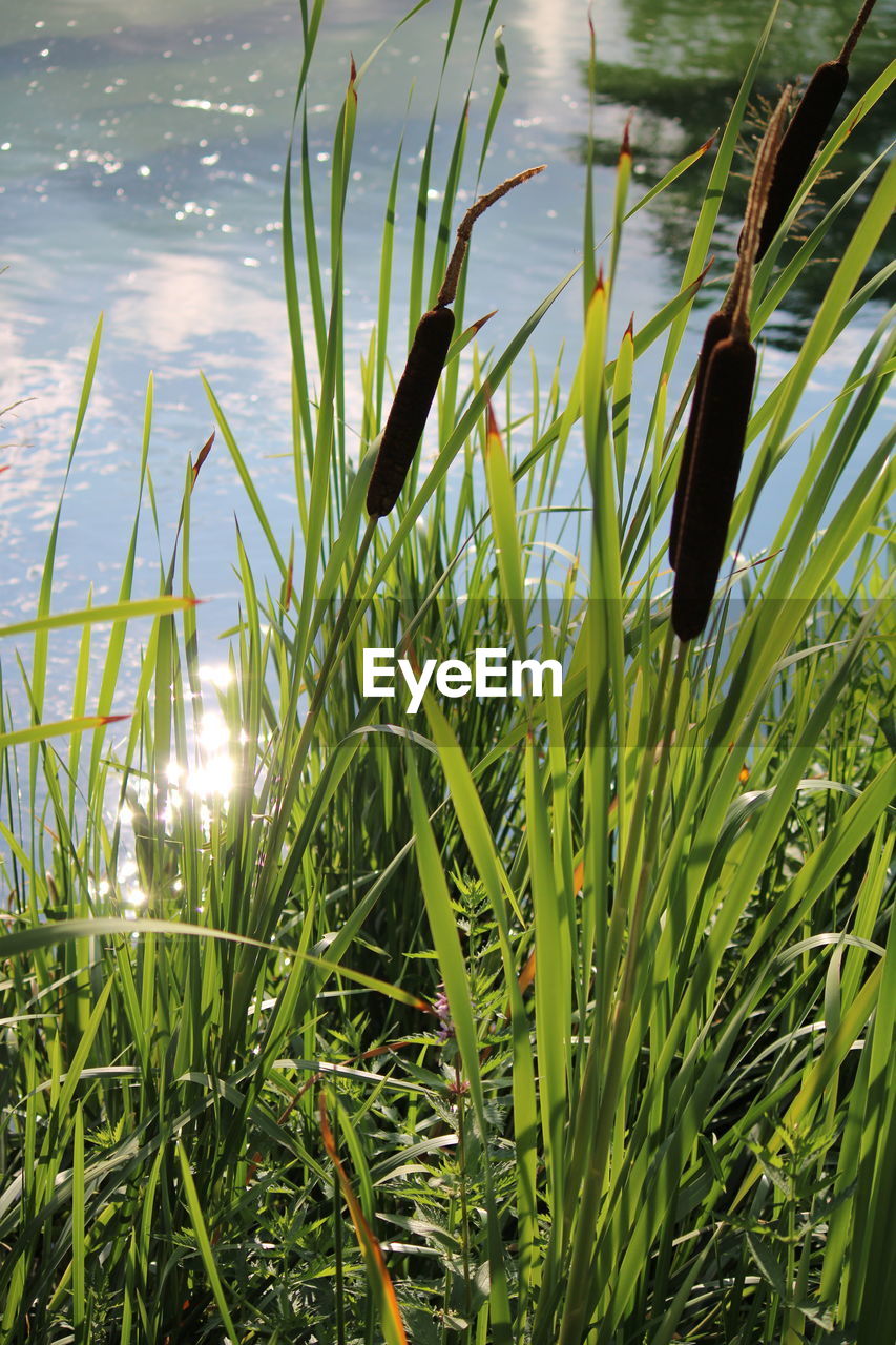 CLOSE-UP OF GRASS ON LAKE
