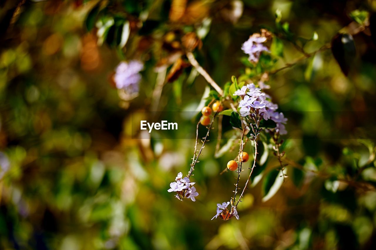 CLOSE-UP OF INSECT POLLINATING FLOWER