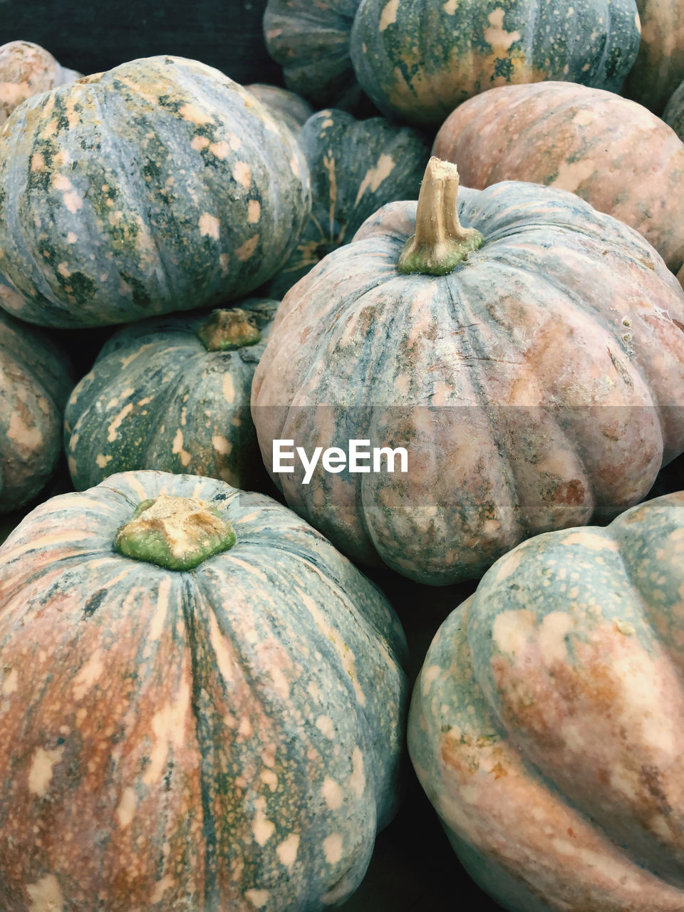 Pumpkins for sale in market