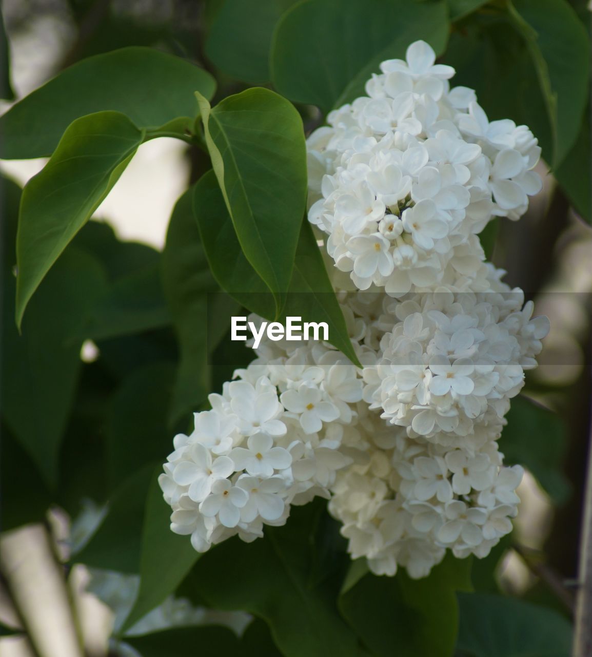 Close-up of white flowering plant