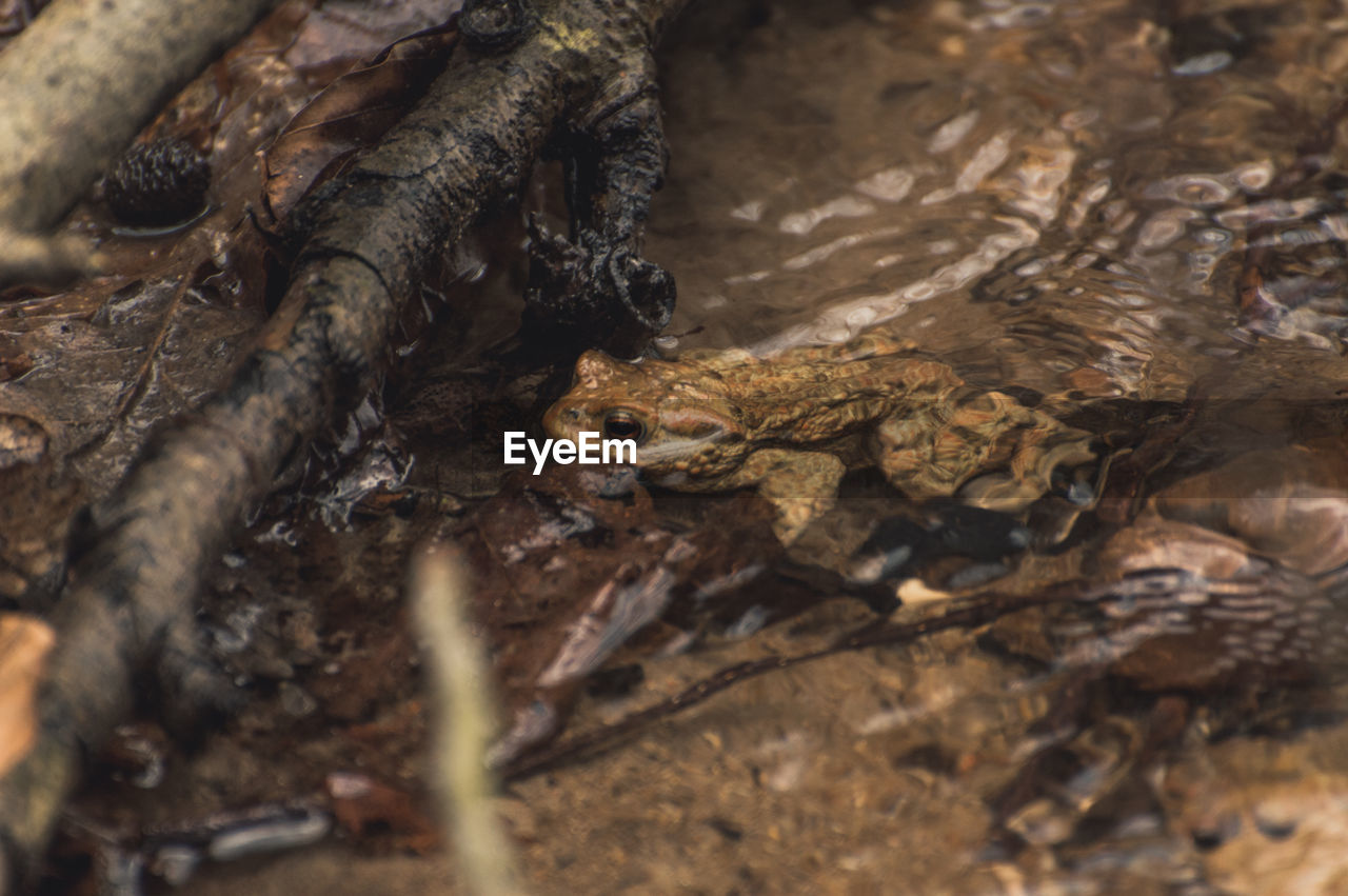 CLOSE-UP OF CRAB ON ROCK