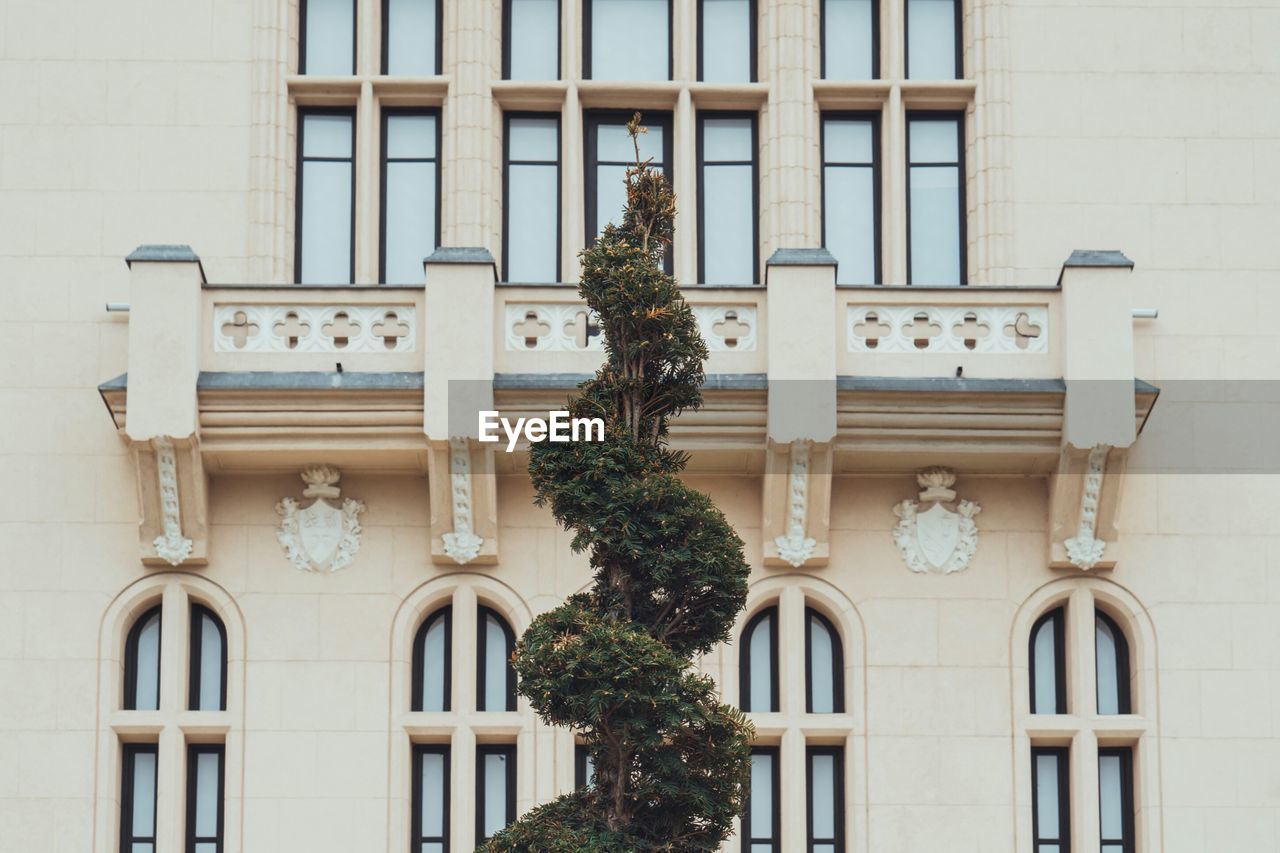 Tree in front of building