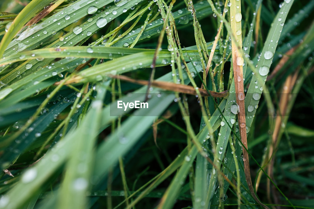 FULL FRAME SHOT OF WET PLANT