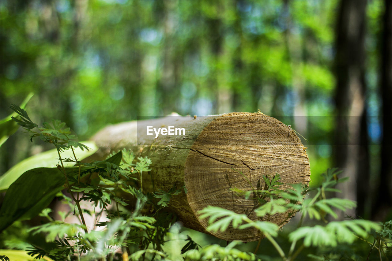 CLOSE-UP OF LOG ON TREE TRUNK