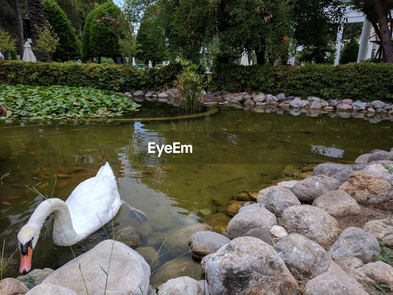 VIEW OF DUCKS ON LAKE