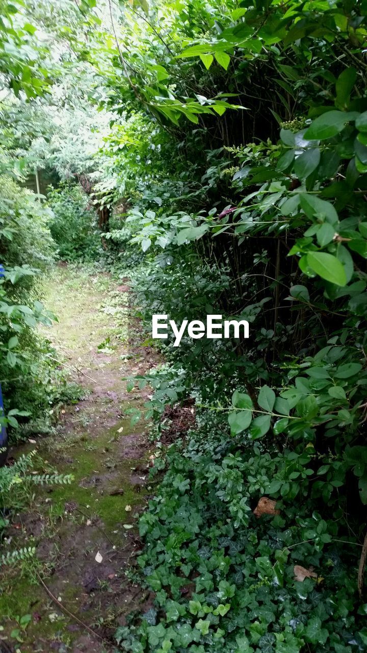 VIEW OF TREES IN FOREST