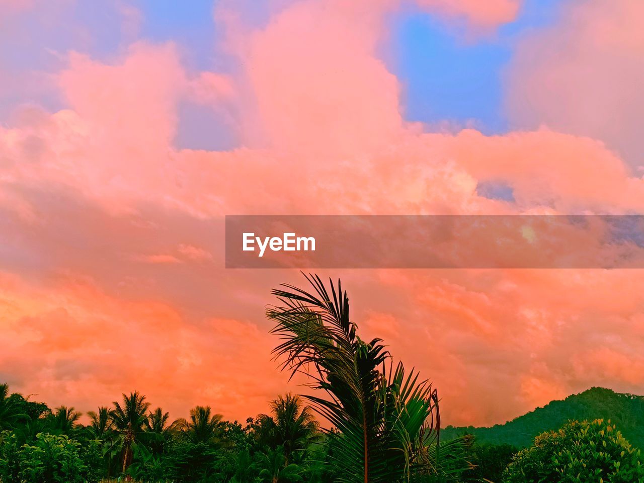 LOW ANGLE VIEW OF PALM TREES AGAINST ROMANTIC SKY