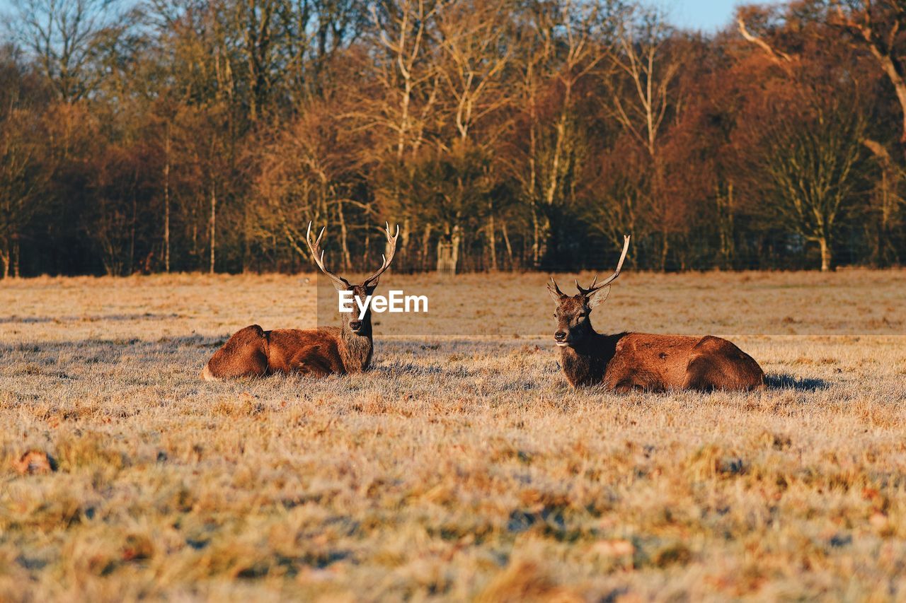 VIEW OF DEER IN FOREST