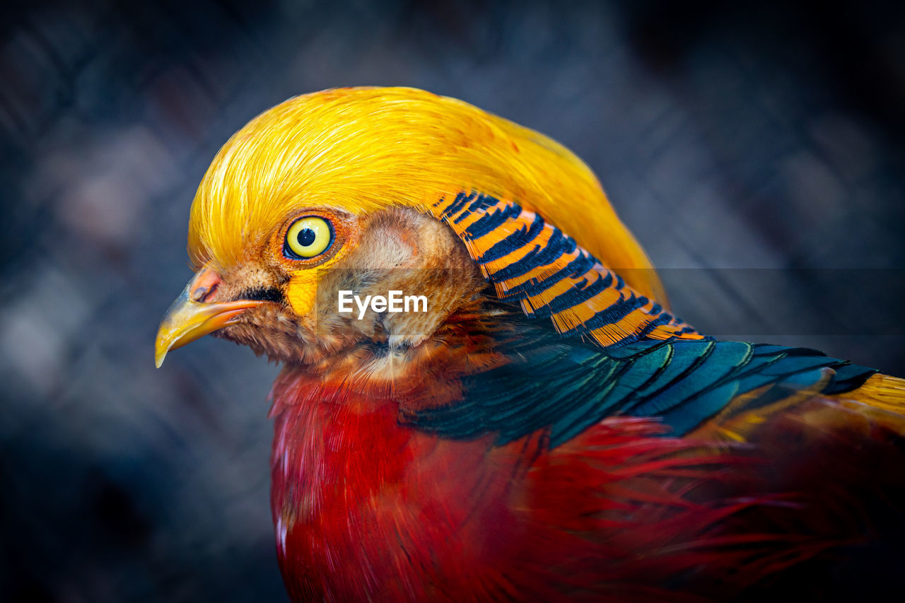 Close-up of multi colored bird