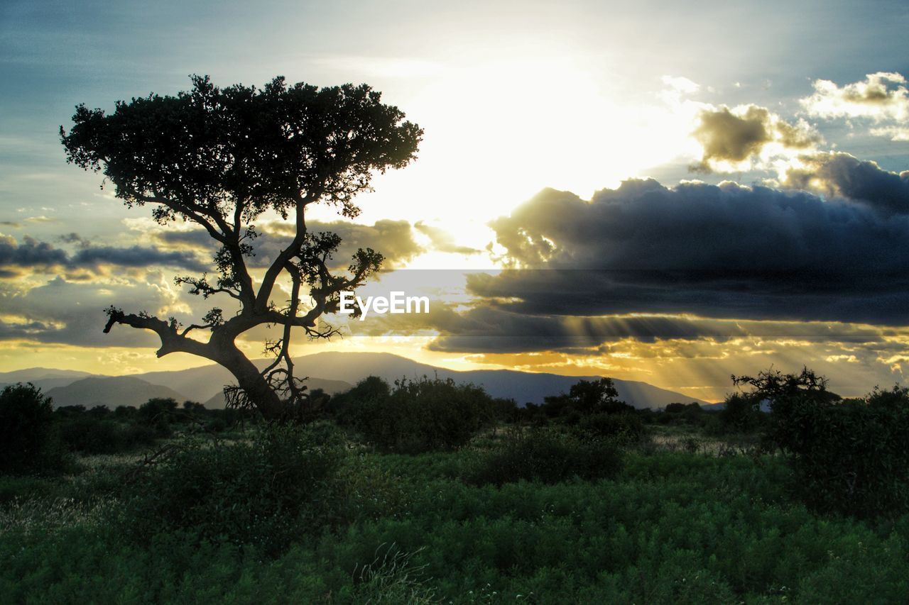 SILHOUETTE TREE ON FIELD AGAINST SKY AT SUNSET