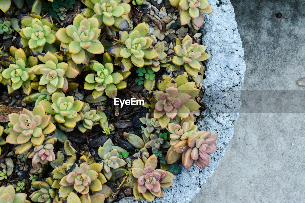 High angle view of potted succulents
