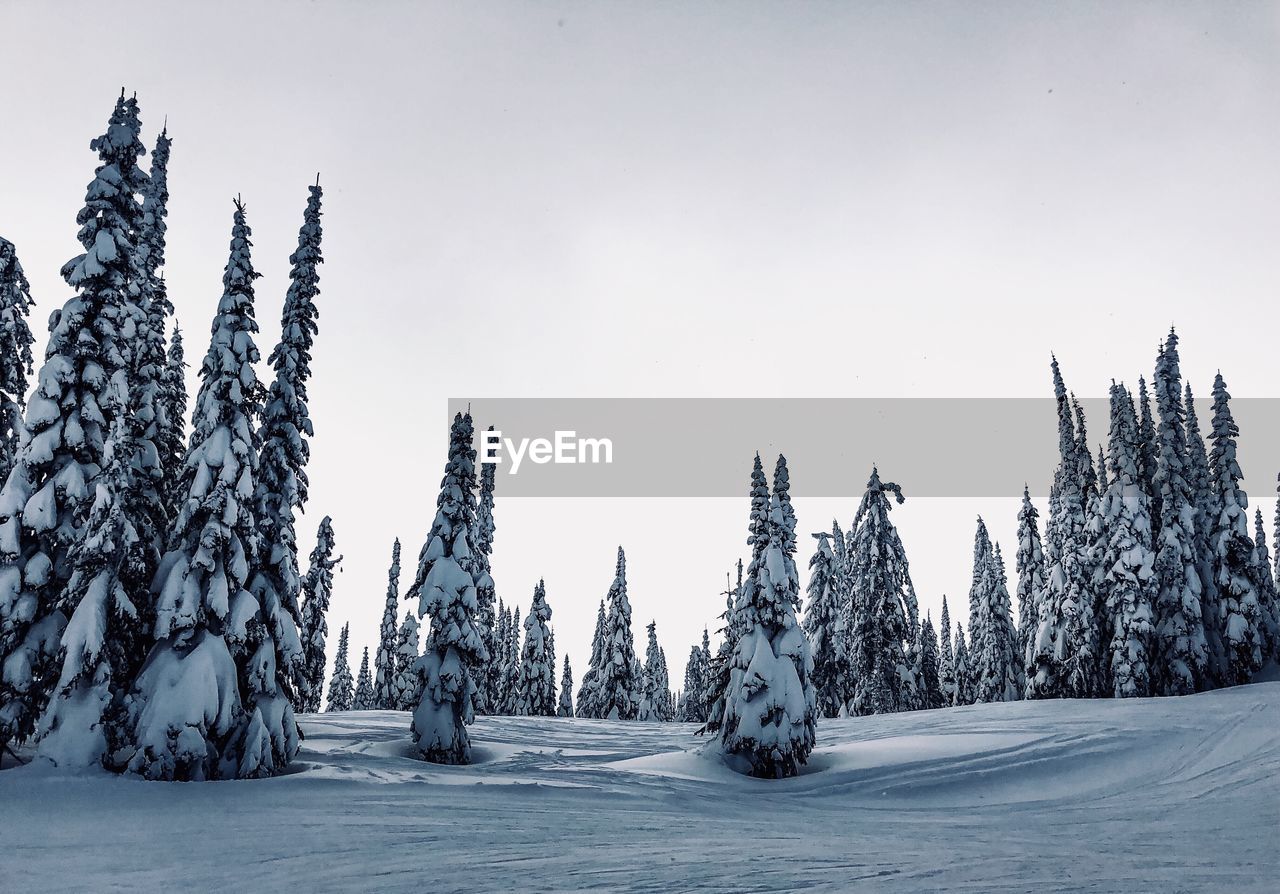 Panoramic view of trees on snowy landscape against sky