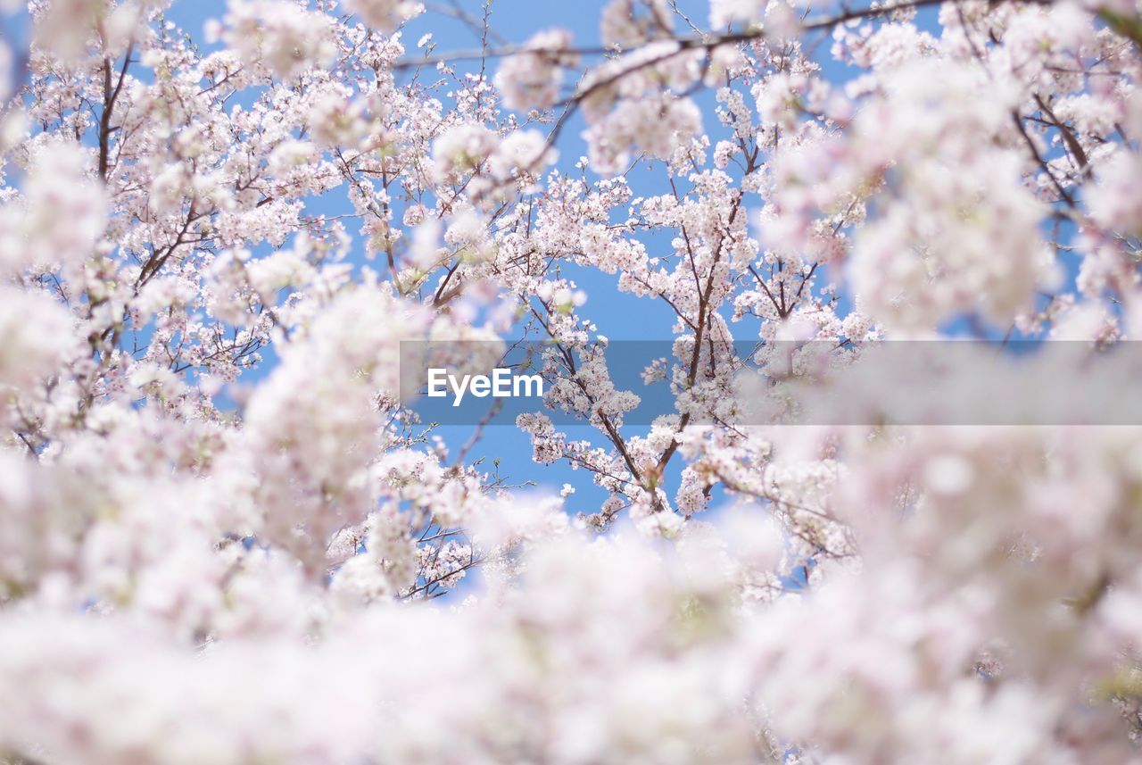 Close-up of flowers on tree